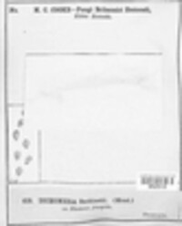 Dichomera saubinetii image